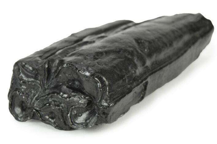 Pleistocene Aged Fossil Horse Tooth - South Carolina #231716